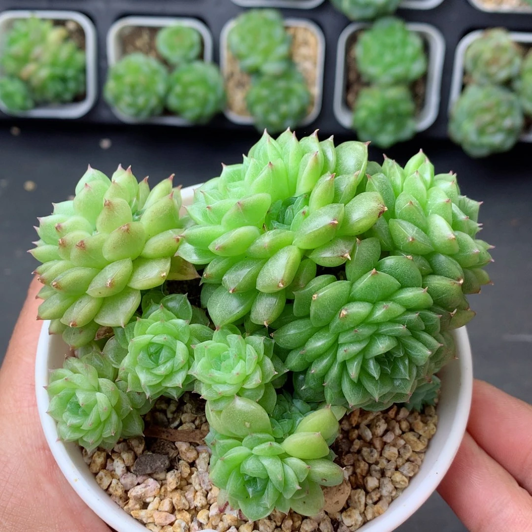 58包邮  群生不包整 85