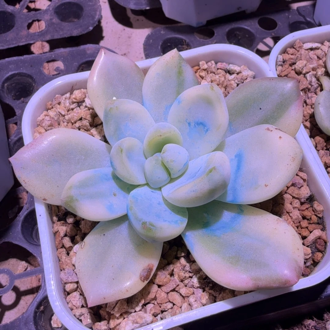 奶酪锦 美人锦杂腹欧你锦