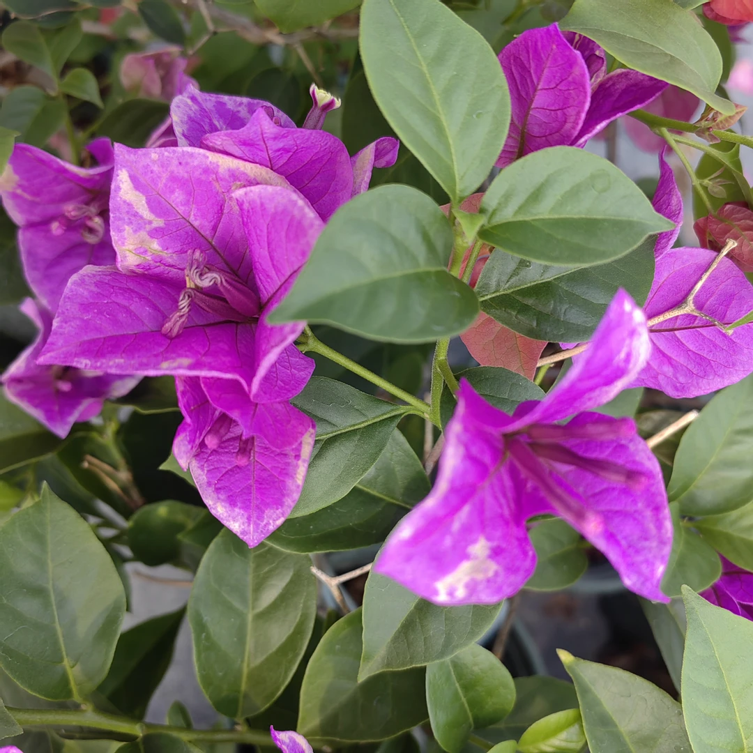 【六翼天使】也叫紫白蝴蝶，紫花白边，勤花，丰花三角梅！