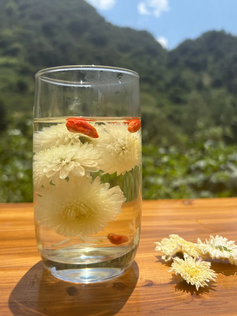 甘孜藏乡小菊花朵朵饱满家常冲泡菊花茶白菊花茶