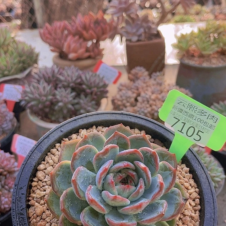 7105红鸾。