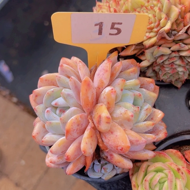 ，健健康康平平安安