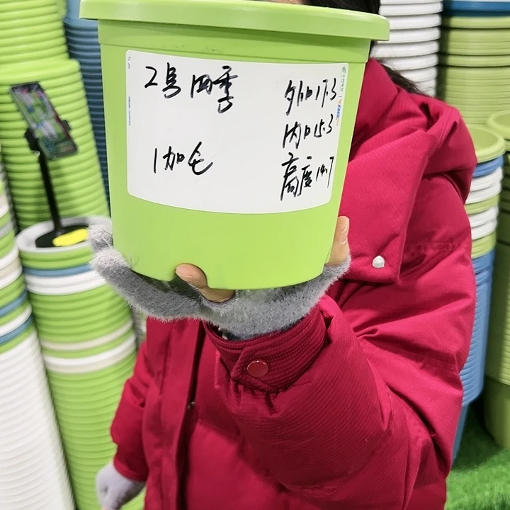 特价2号四季口17高14果绿色无托10只