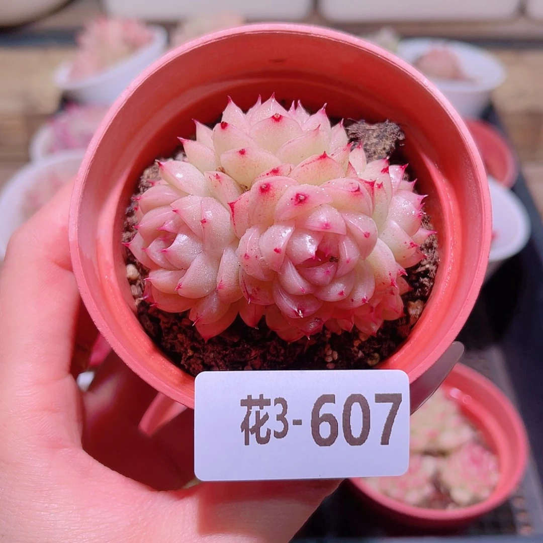 花利美3-607麦秆