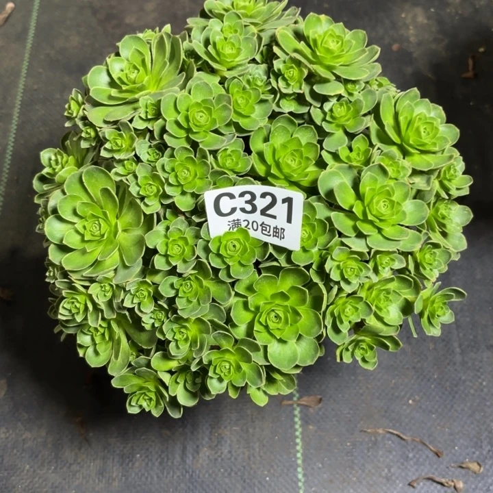 d***y瑞妈一物一拍321