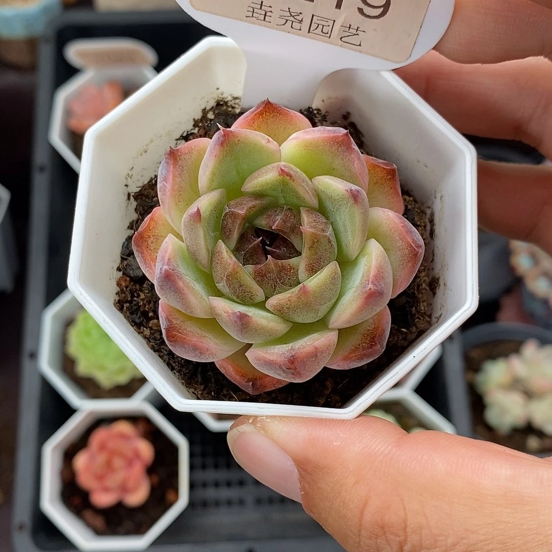 0219 黑水晶 4.5cm