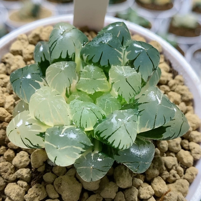 【闪购商品】111地泉