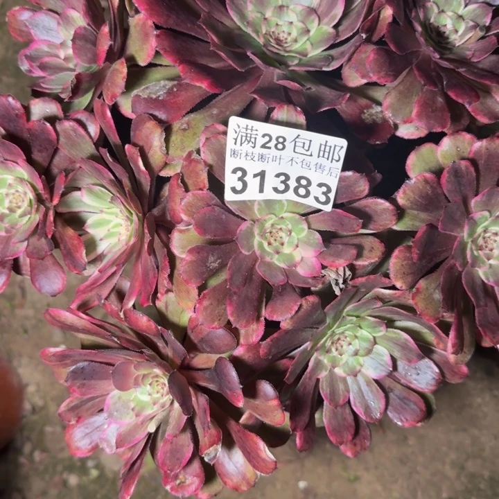 31383水墨画多肉植物
