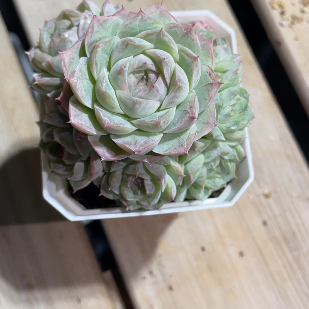 G***磊K优选77号女王福利1231