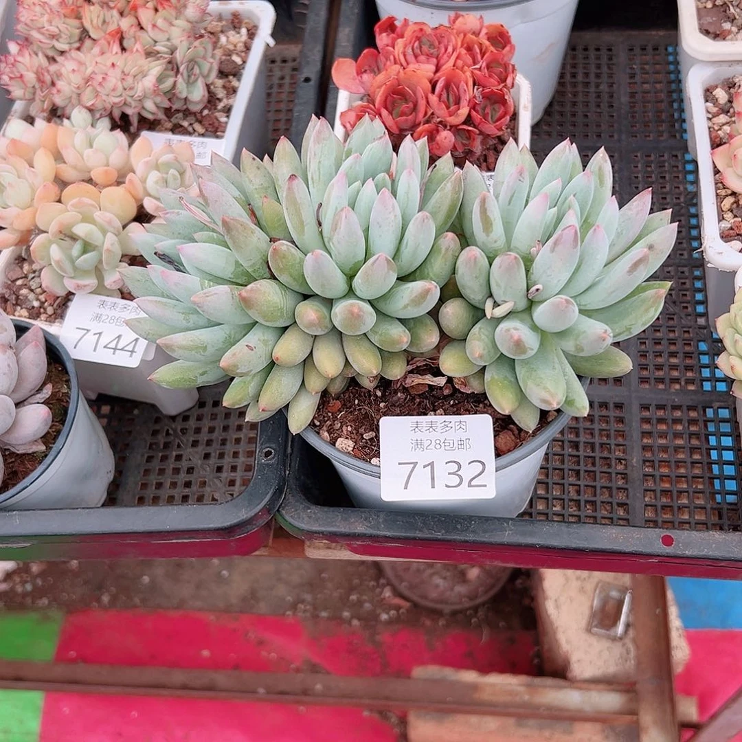 无花朵璎*?多肉一物一拍7132