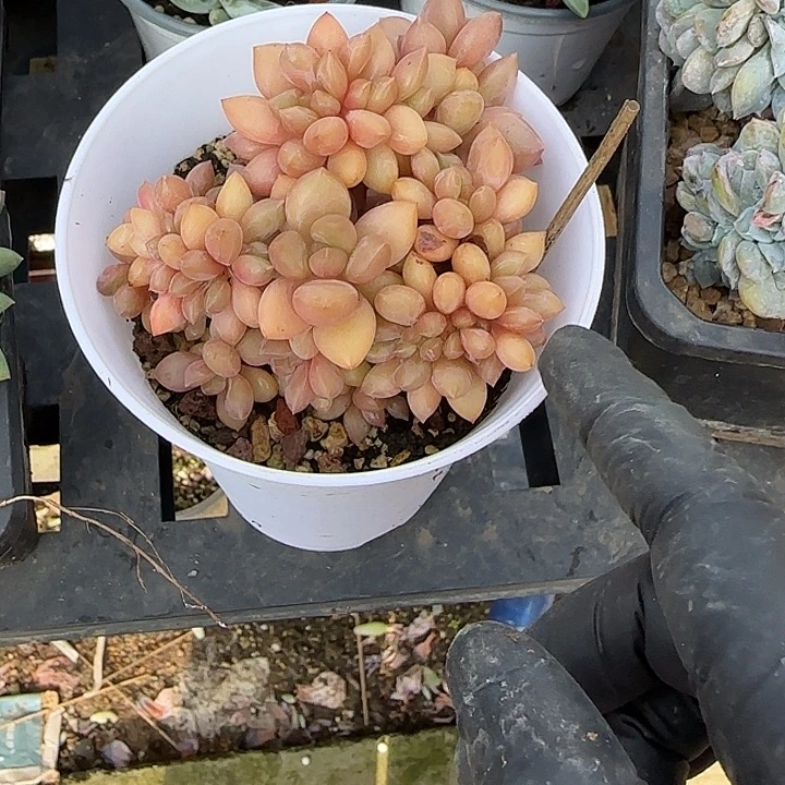 华***金青蛙王子儿童牙膏11