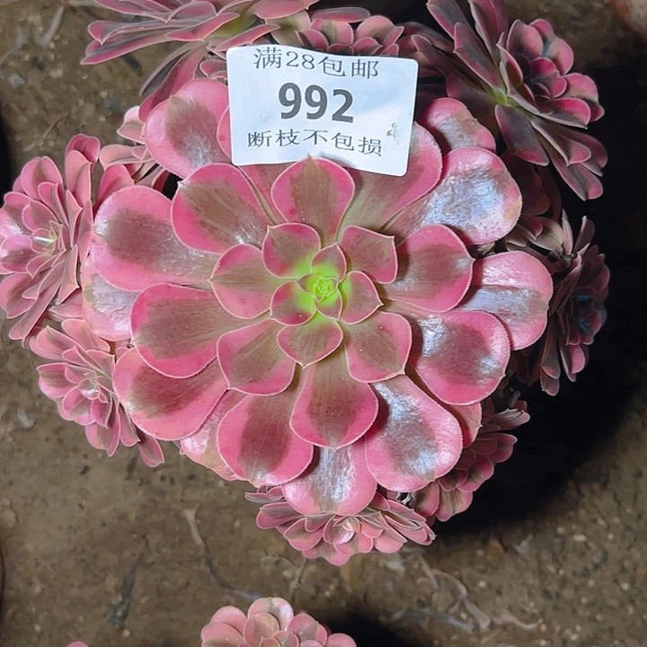 992美杜莎多肉植物