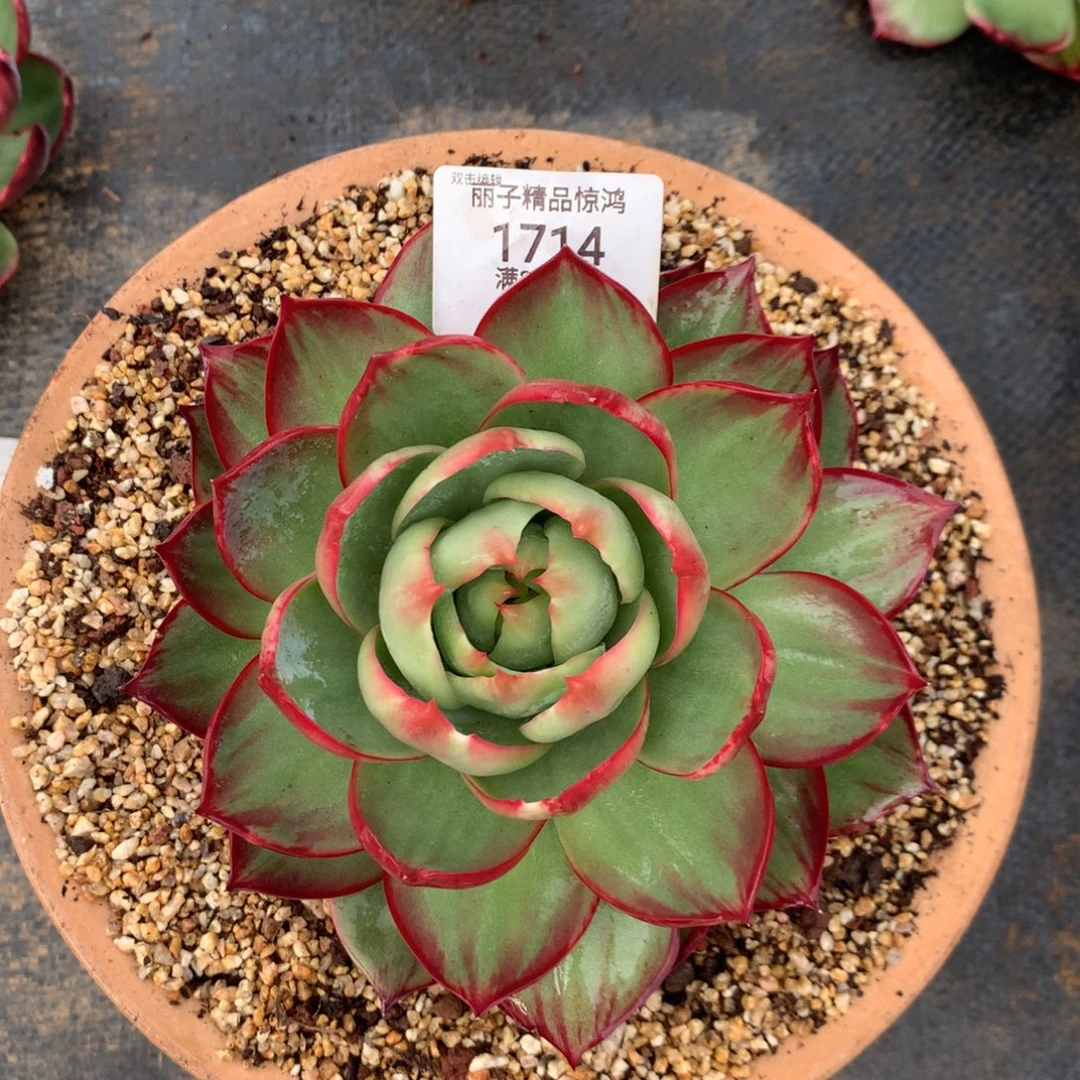 1714号多肉植物14厘米