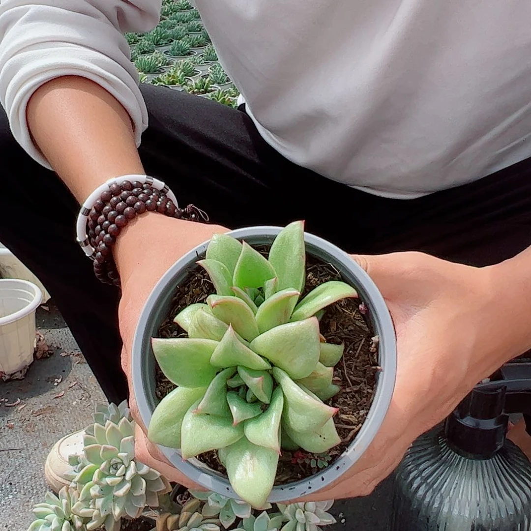 蔷薇玛利亚锦多肉