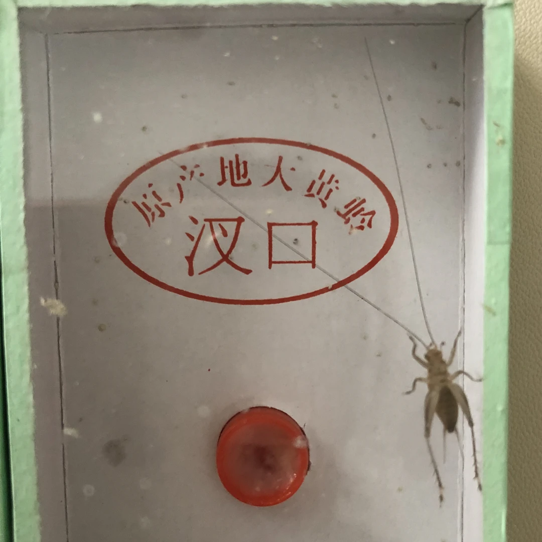 野生中长须大黄蛉 适合鸣虫爬宠使用的盒子