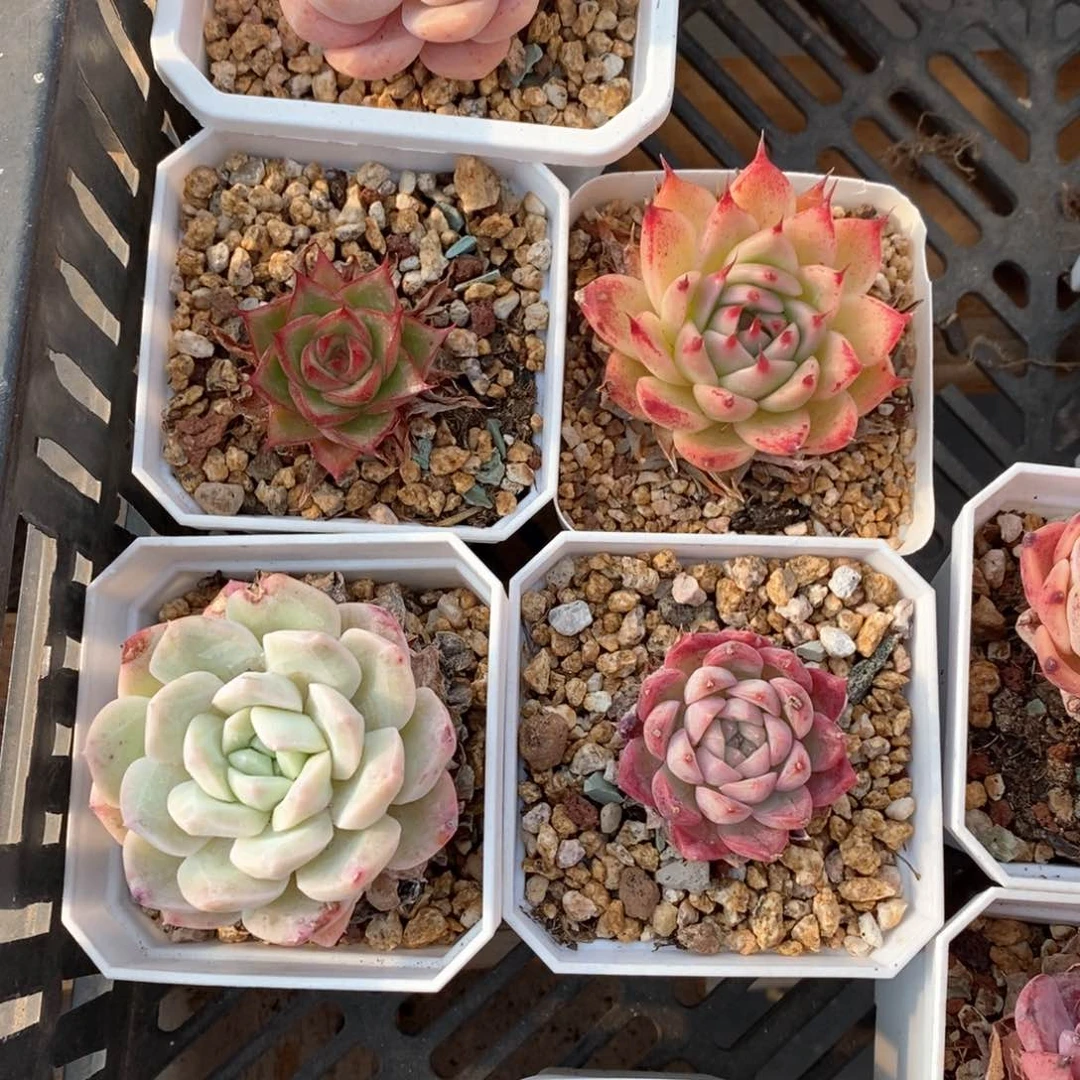 精品多肉一物一拍141