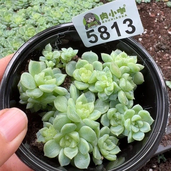 多肉植物多肉植物