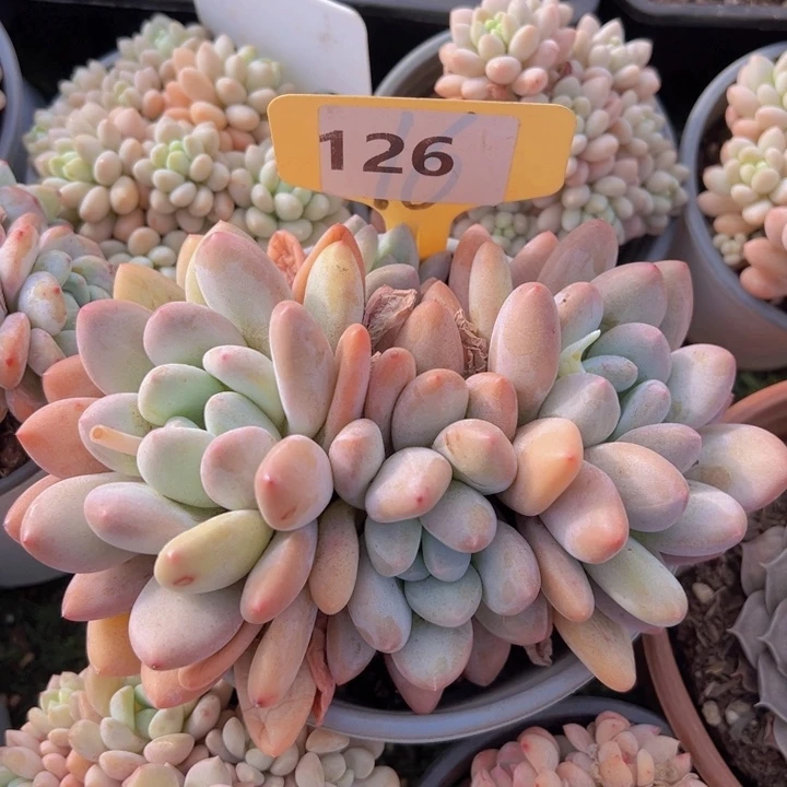 健健康康平平安安