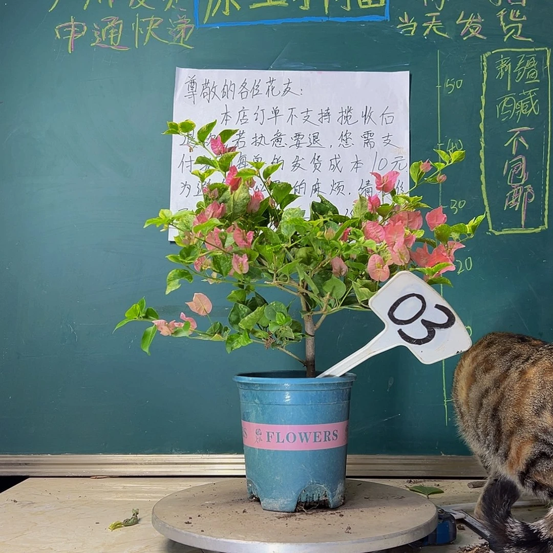 当前无花栽培后可以开花斑叶米罗03