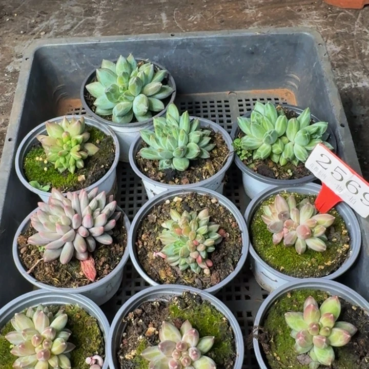 2569多肉植物一物一拍