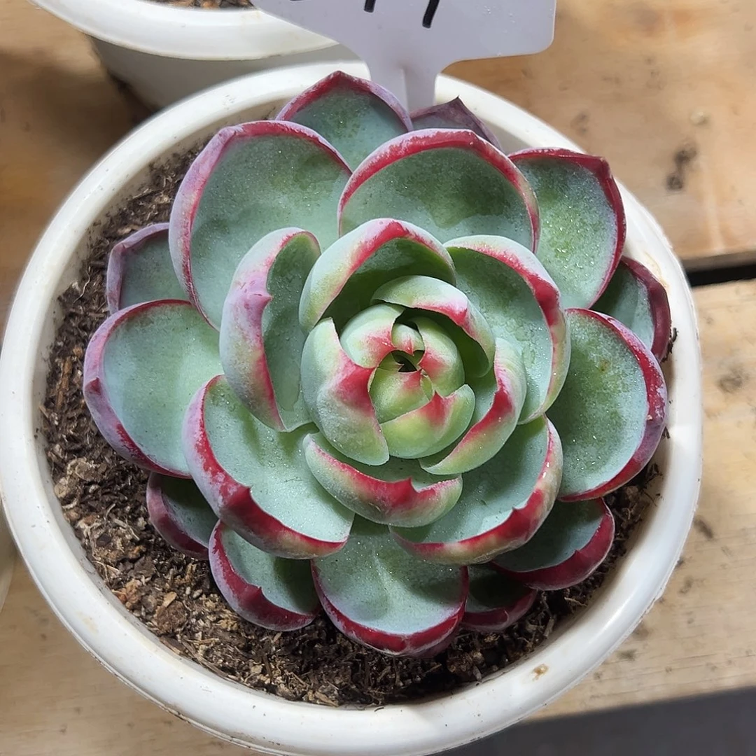 微***️惊鸿仙子一物一拍294号