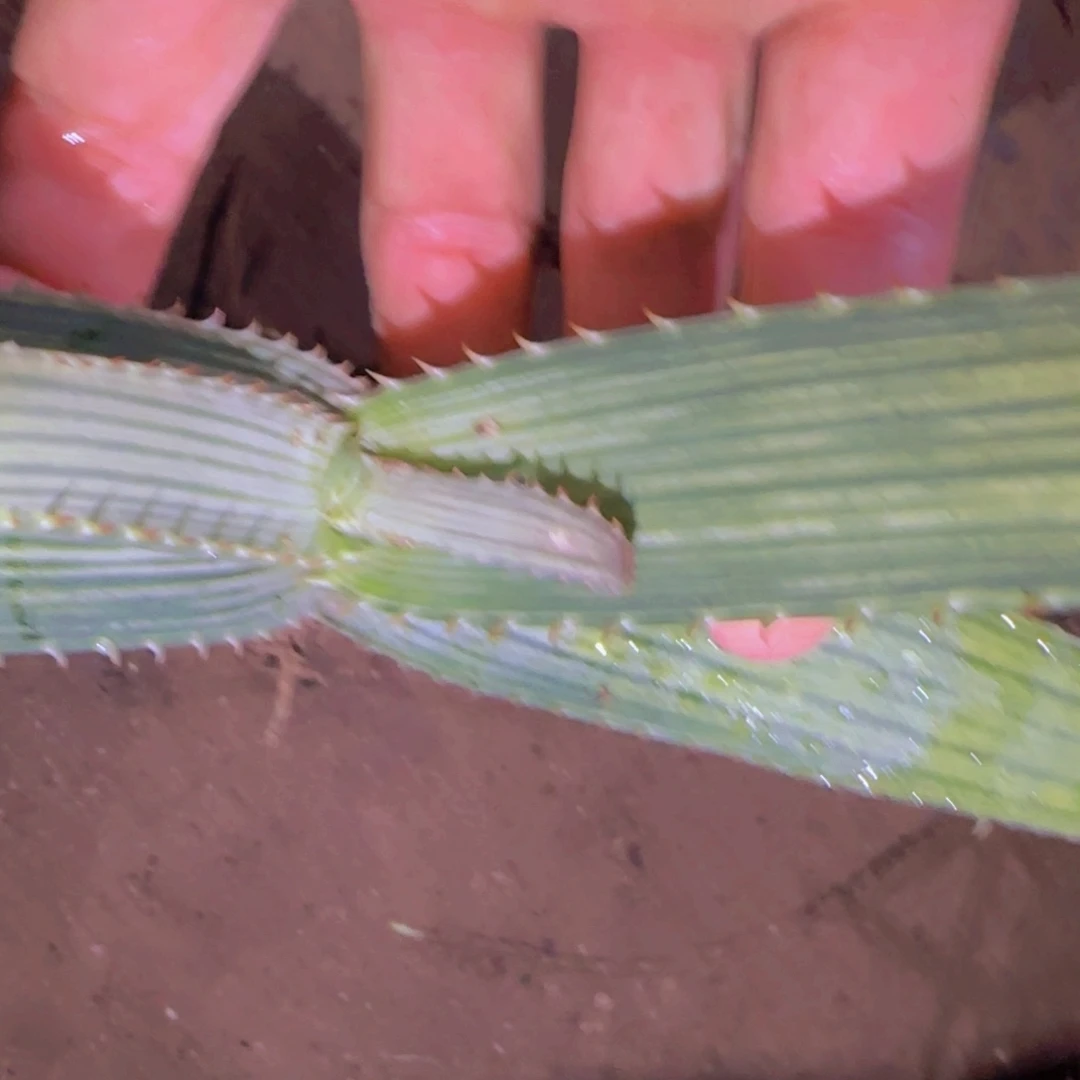 D***D块根植物块根植物