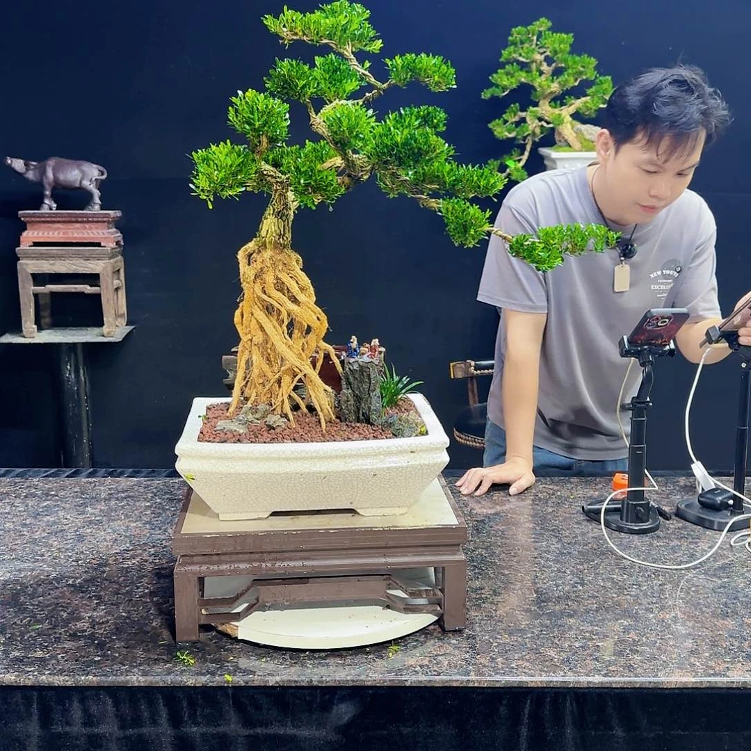 无花朵高端黄杨盆景艺术