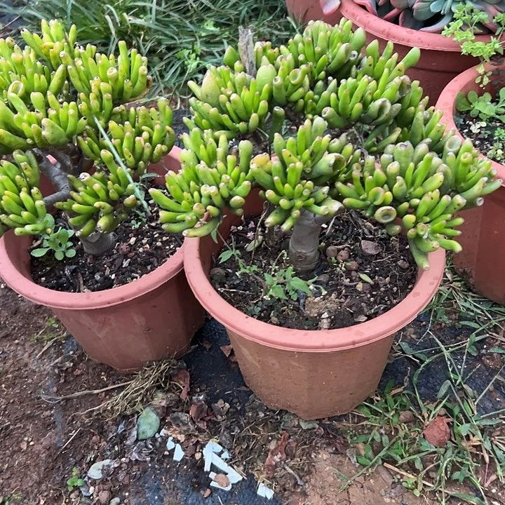 如***梦多肉植物实物直播实物63