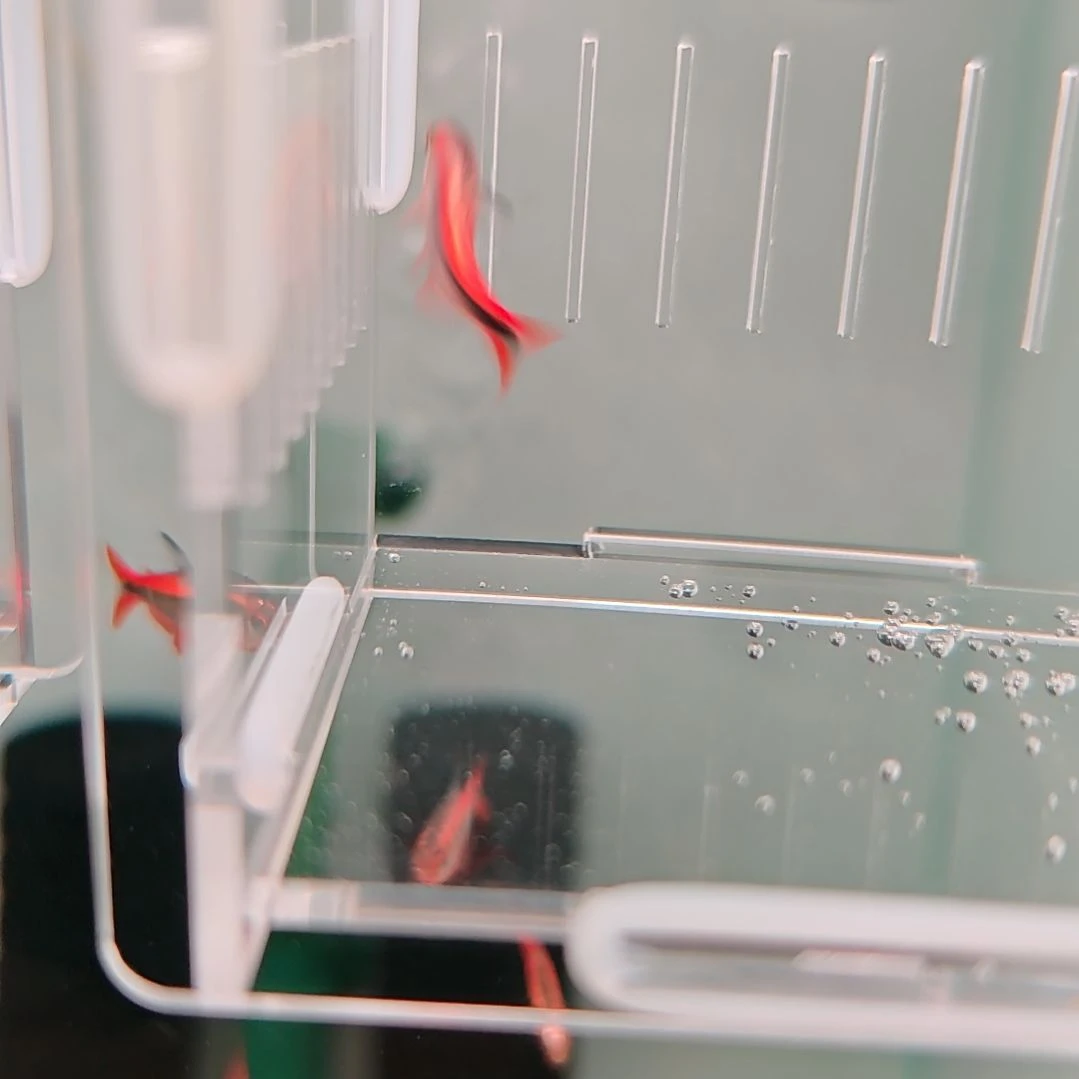 灯科鱼白金HY灯鱼