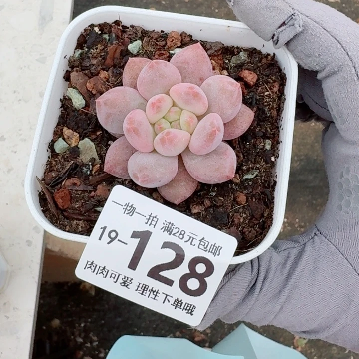 半夏多肉无盆土发货无盆