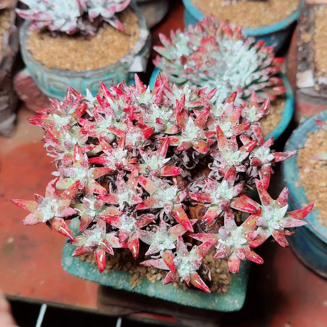 8142白菊杂交多肉