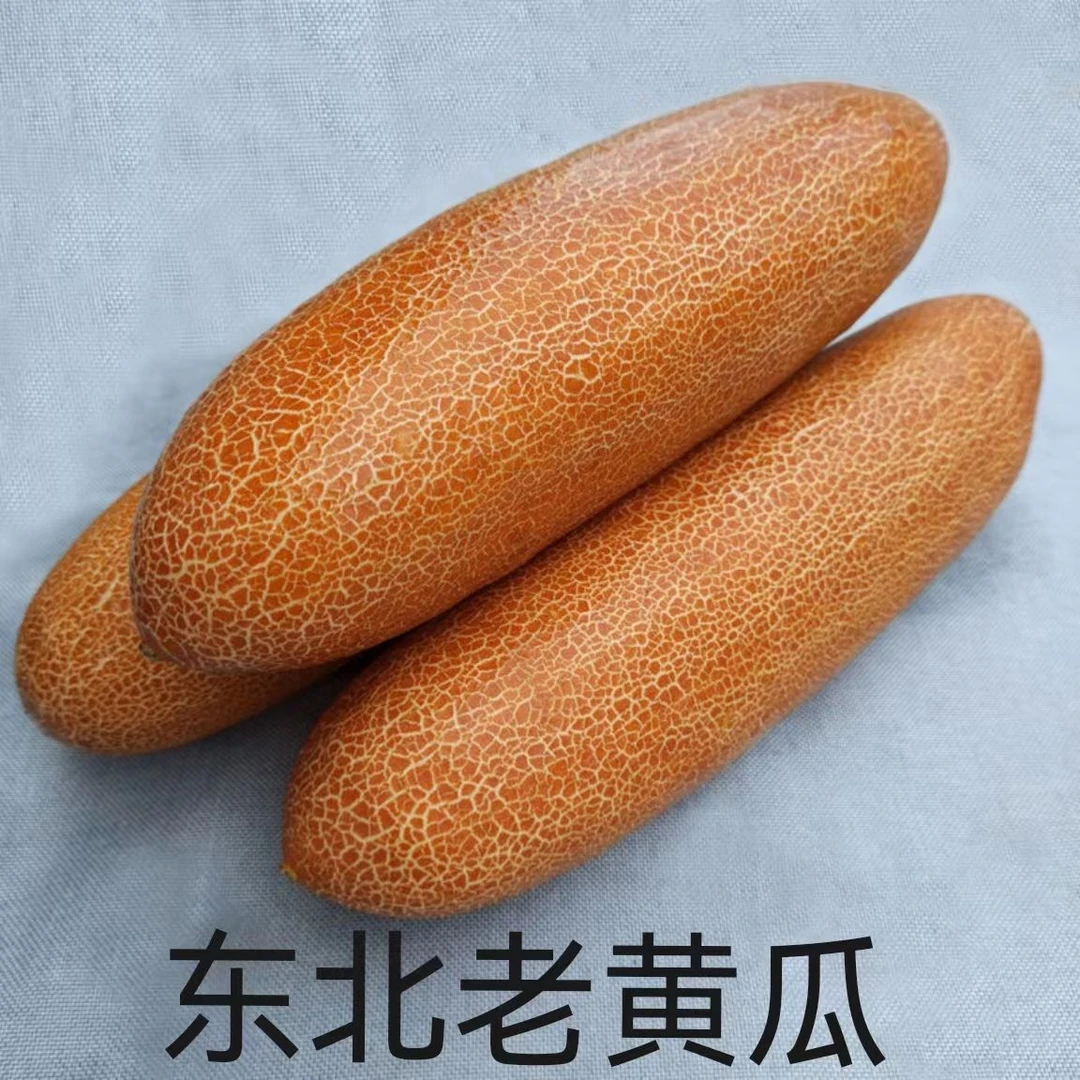 东北新鲜麻皮老黄瓜农家蔬菜可炖汤凉拌