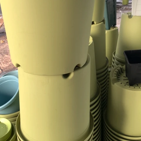 红陶7加果绿无托微瑕3个