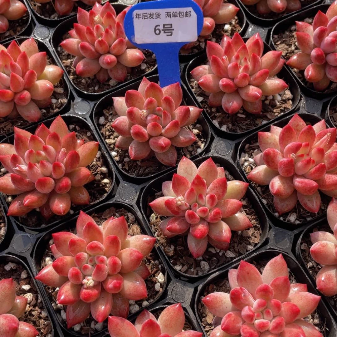 6号金鱼姬车厘子全状态单头一个