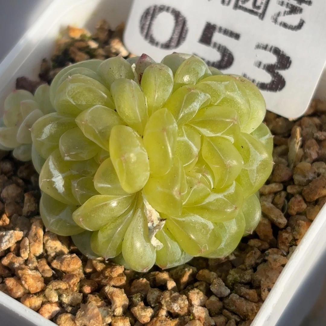 053五头群生于山坡草地上或草地