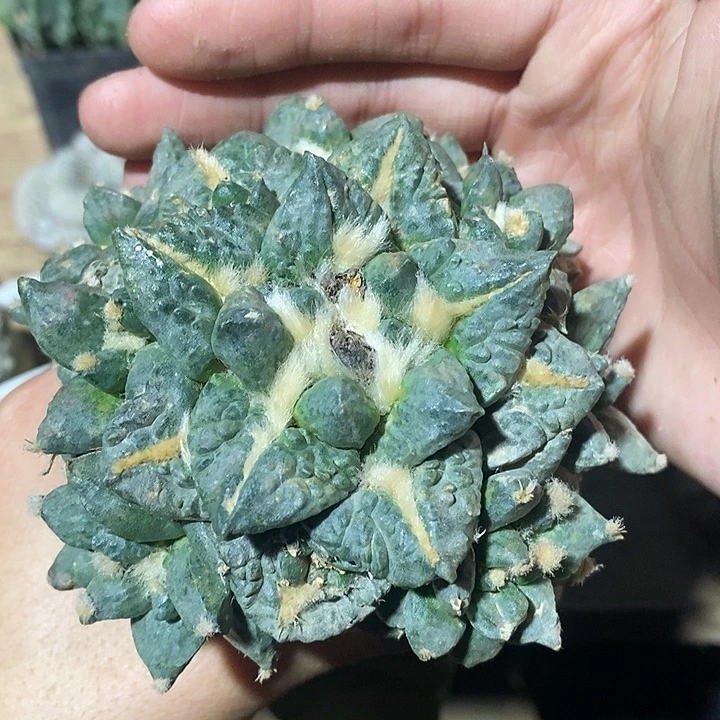 三角接龟怒牡丹群福利
