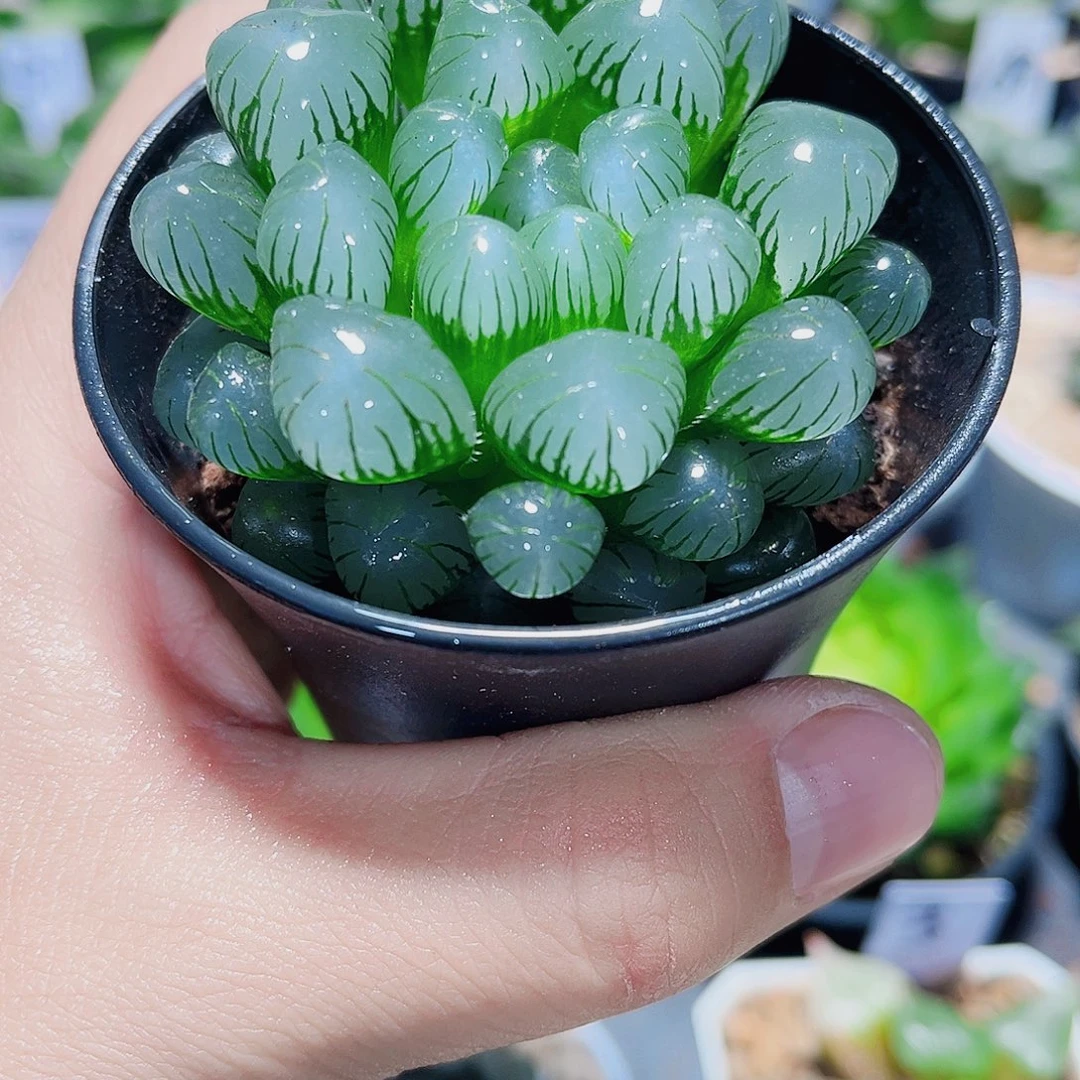 冰灯雨露新手好养