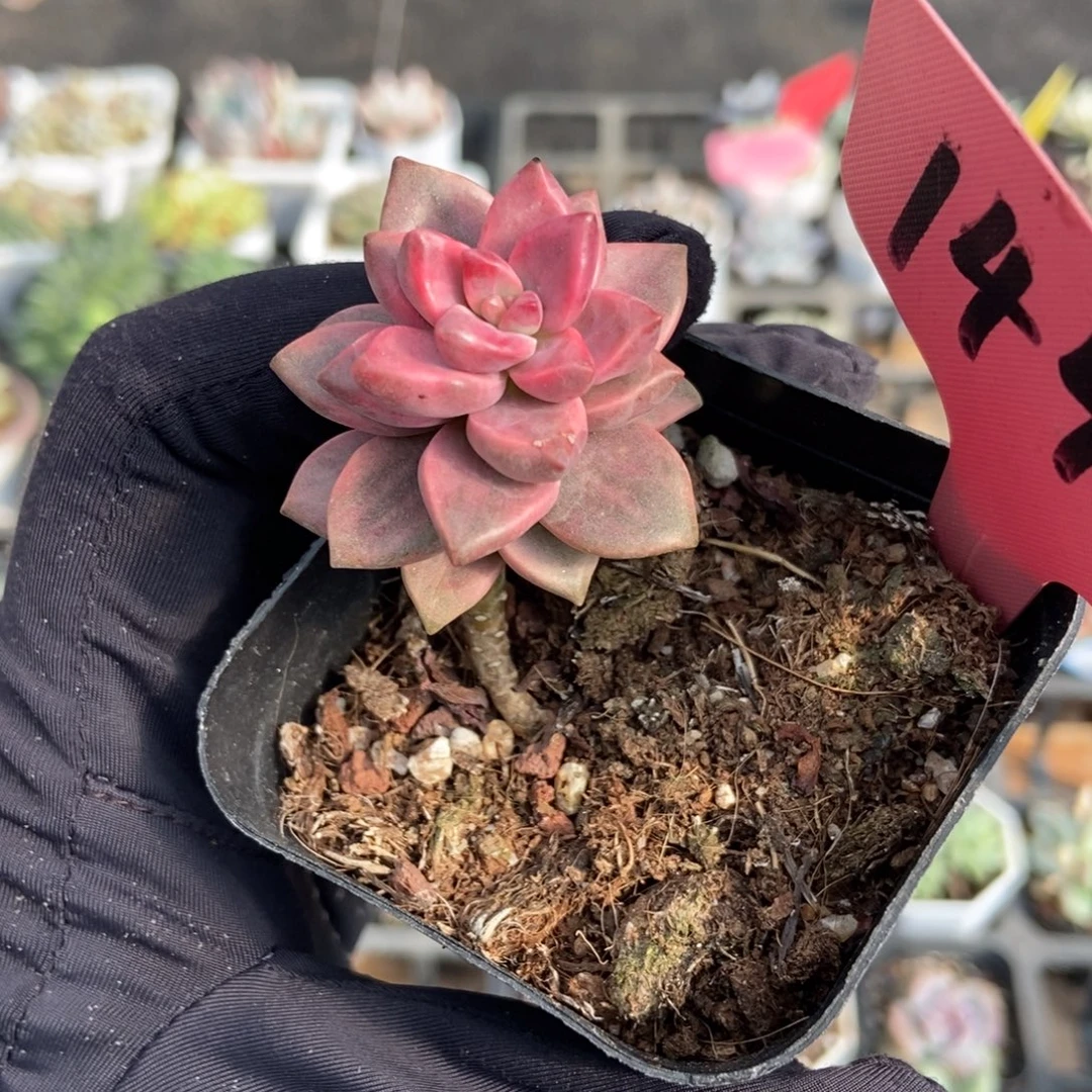 1445姬笼月锦多肉植物