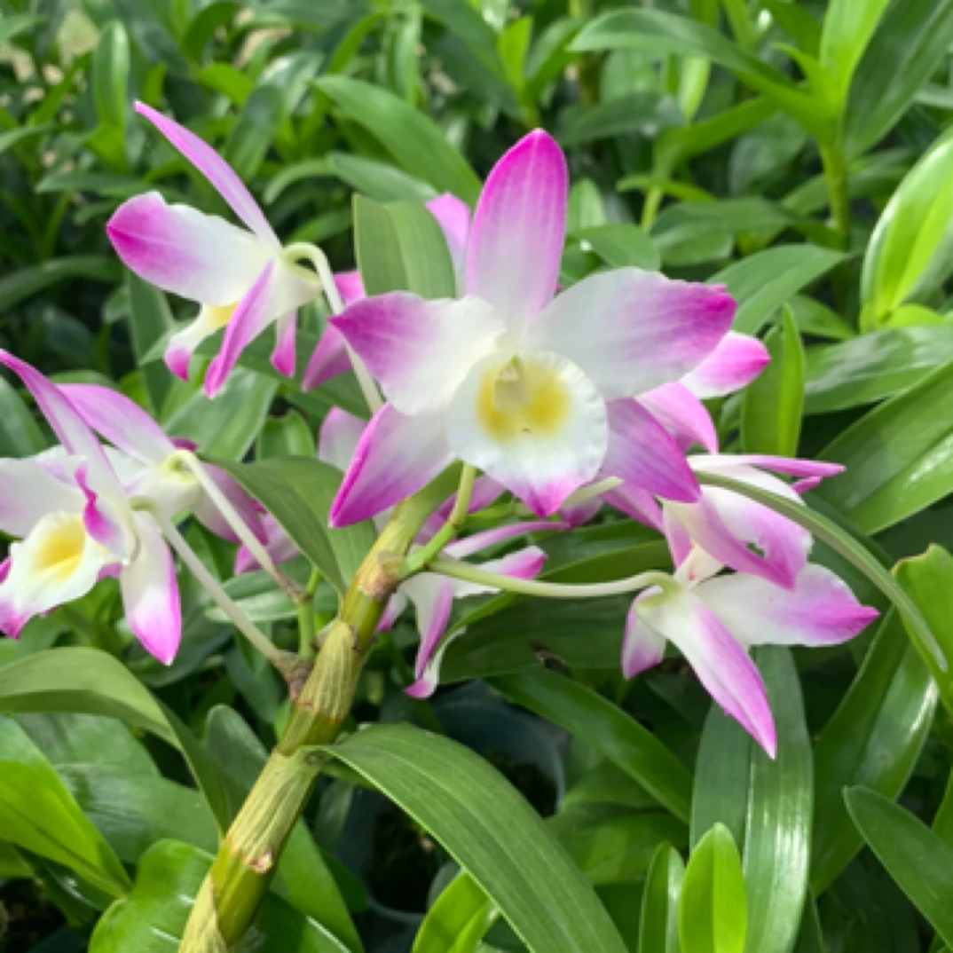 读月园大花虞美人变异孤品一物一拍链接