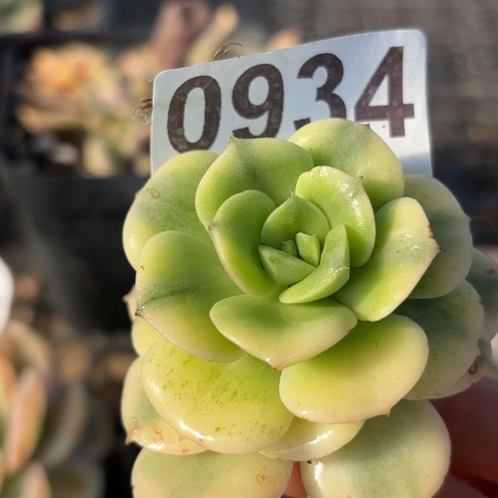 头盖锦多肉植物满18包邮当场凑单不满单隔天发顺丰到付