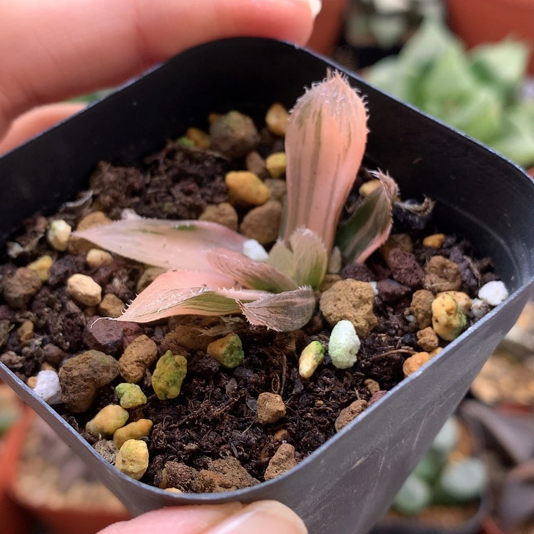 魔王玉露锦带盆土u