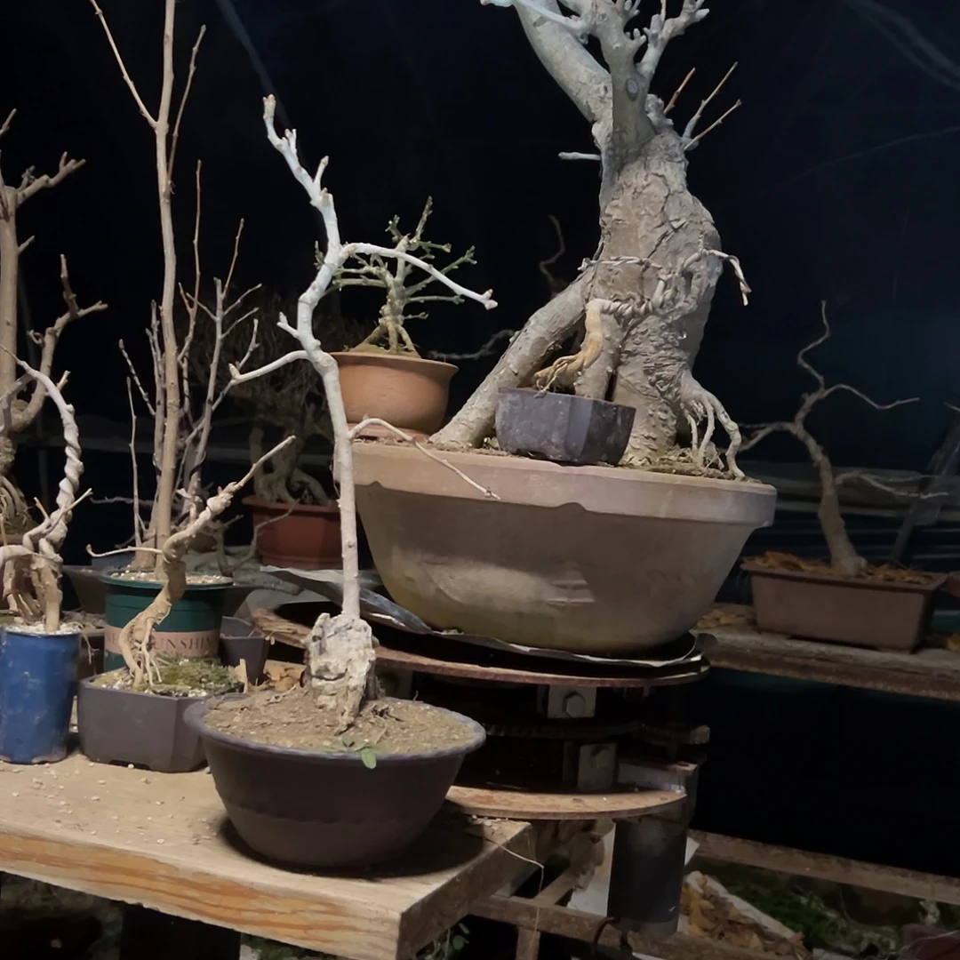 和***祥无花朵银杏盆景带盆