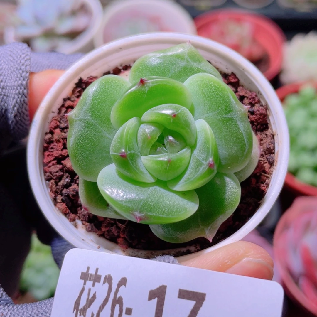 花利美26-17新品