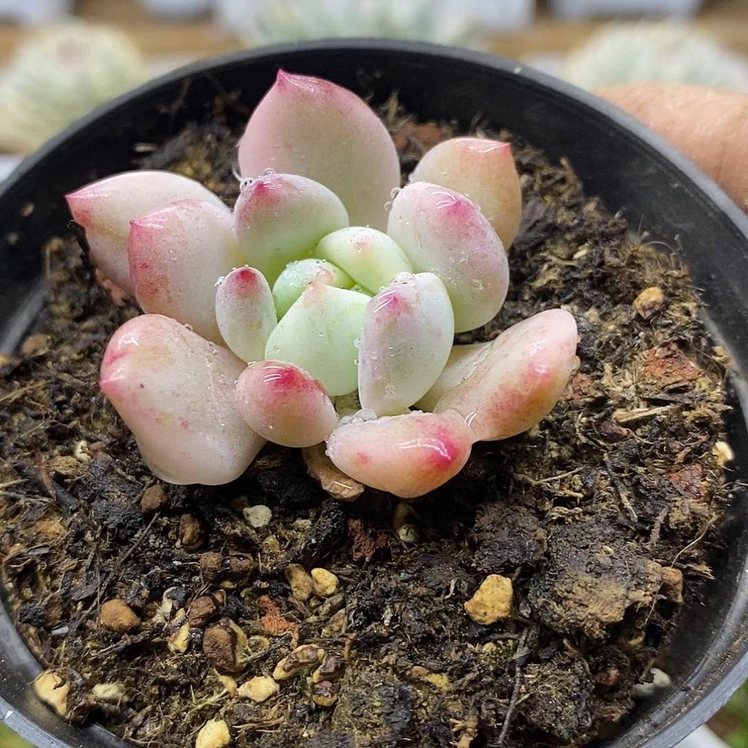 0615 香橙花脸锦