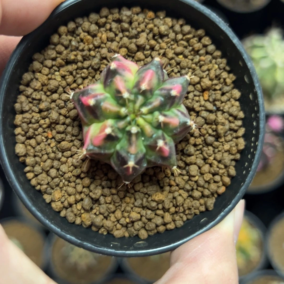 名品侧芽自根带盆土发货18