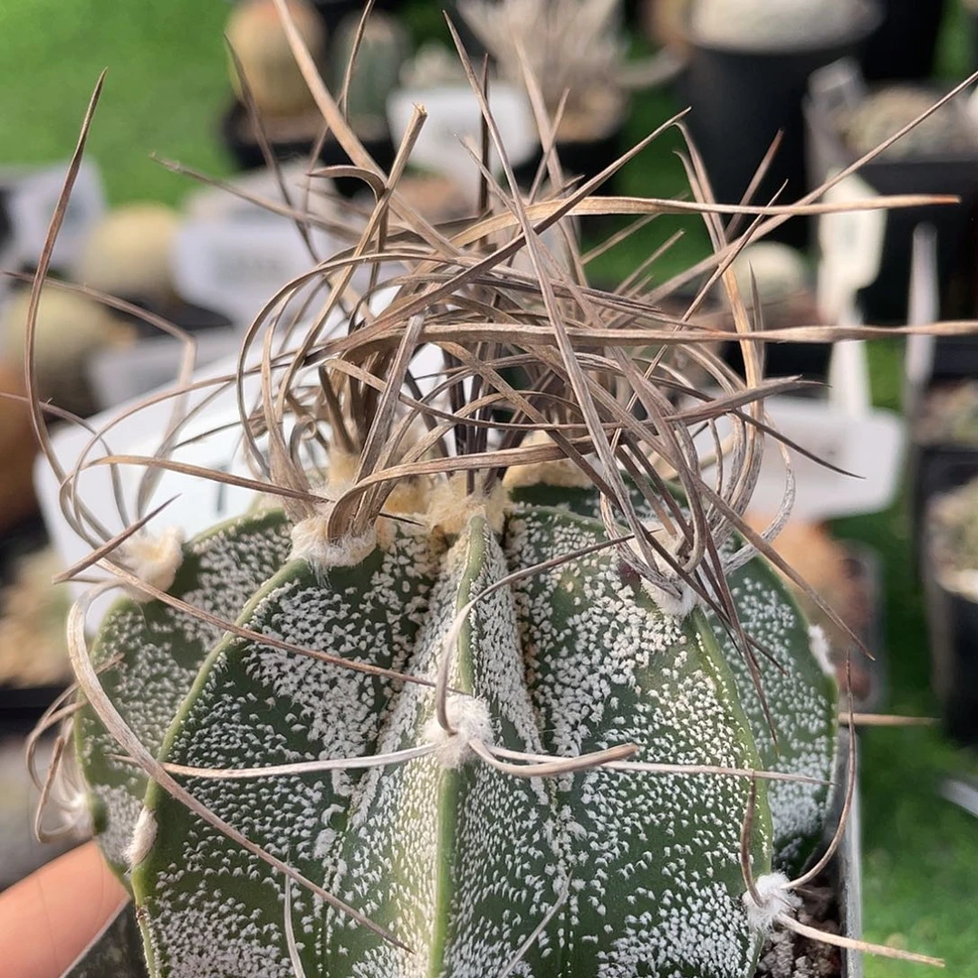 7793 银沙大凤玉实生裸根发货