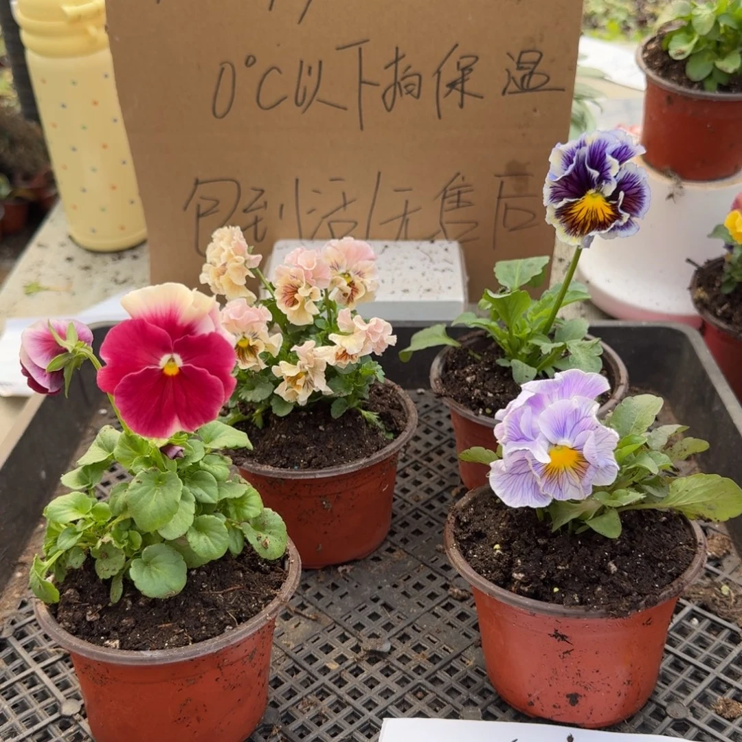 大部分花苞少量开放166