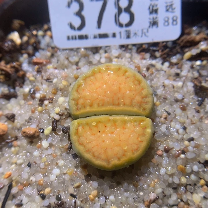 精品生石花211.378