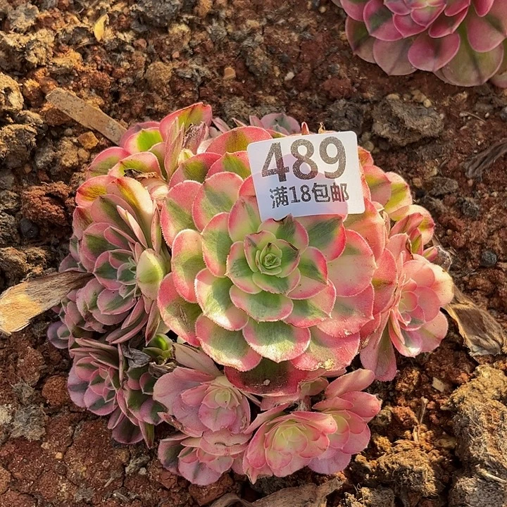 489倾城朵朵福利无根发货