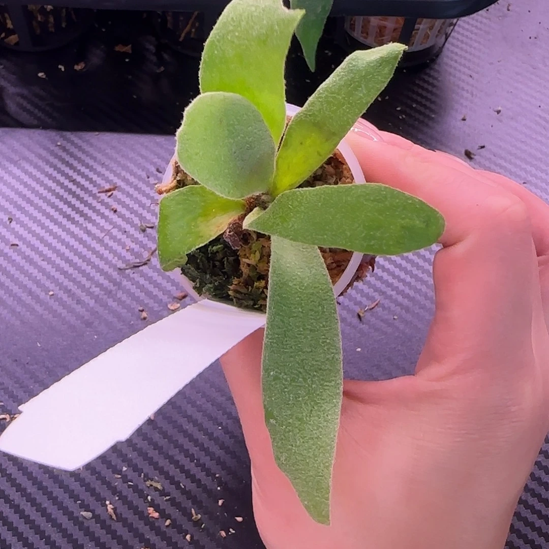 Nuga鹿角蕨孢子苗